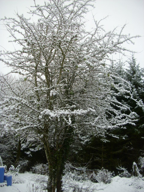 Snow covered Hawthorn.