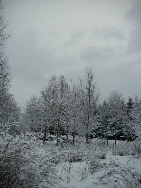 Snow covered Birches.